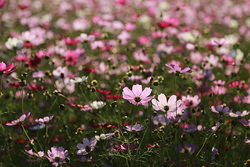 たくさんのコスモス